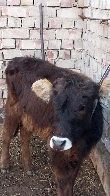 продаю бычки: Продаю | Тёлка | На откорм | Привязанные — 9