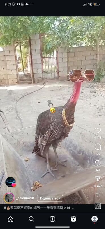 продаю в связи с переездом: Продаю Крутого индюка для красоты молодой 5 месяцов — 4