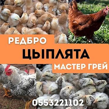 куры бройлеры: Продаю | Цыплята | На забой, Для разведения, Несушки — 1