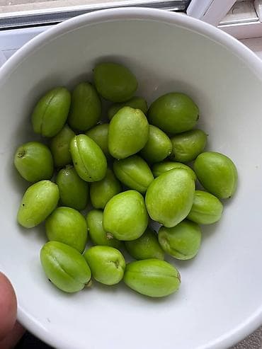 шишки хмеля: Горо сатылат кл 500 свежий эн Жогорку сапатдагы горо — 1