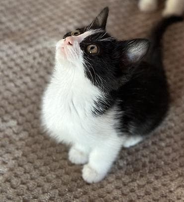 кошки сокулук: Котята, 2 кошечки Домашний помет (примерно 2–3 месяца). - Окрас: одна — 5