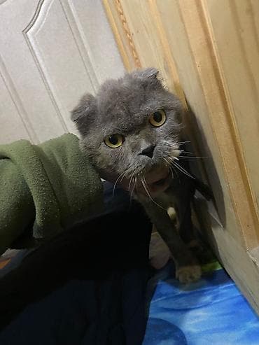 веслоухие кошки: Кошка даром: Скотиш Фолд (Шотландская вислоухая), 1 год, Мальчик, Приучена к лотку, С прививками — 1