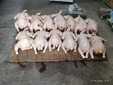 Мясо птицы: Цельные тушки бройлера - Выращенные в собственном птичнике бройлеры — 1