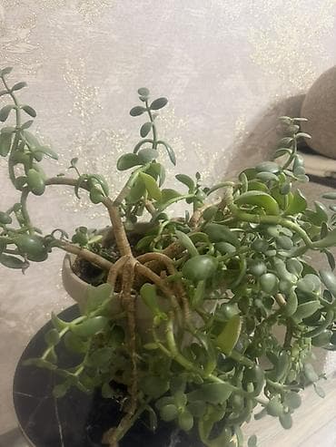 пересадка: Денежное дерево Суккулент Портукаллария афра (крассула овата — 2
