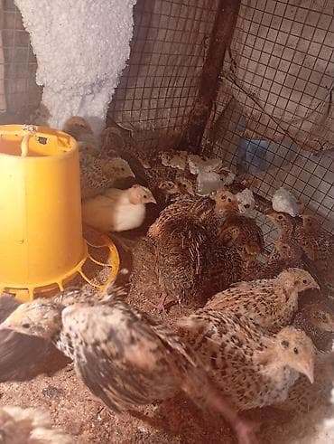 Үй жаныбарлары: Продам перепелок молодняк скоро будут нестись им 25 дней,и маленькие — 4