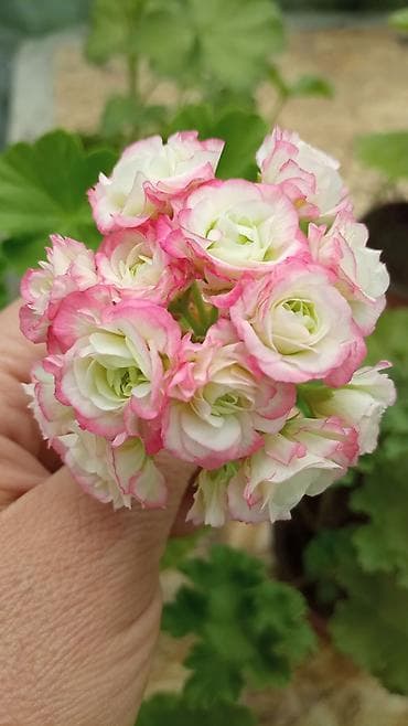 разведение: Пеларгонии (герань зональная) — сортовые кустики в горшках — 2