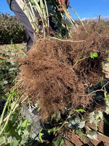 ящик пчелы: Саженцы малины с развитой Цена за шт 20с корневой системой, готовые к — 3