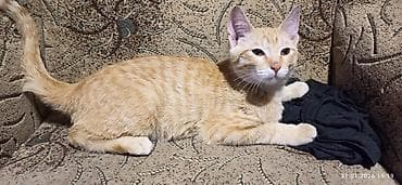 некая: 4 месяца, Мальчик, Приучена к лотку — 3