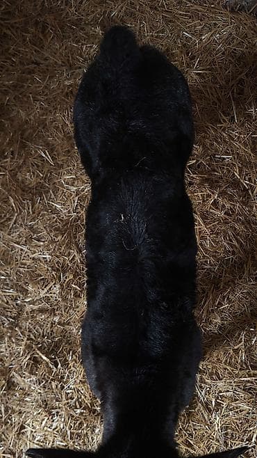 животные в добрые руки: Продаю | Тёлка | Бельгийская | На откорм, Для разведения | Искусственник — 5