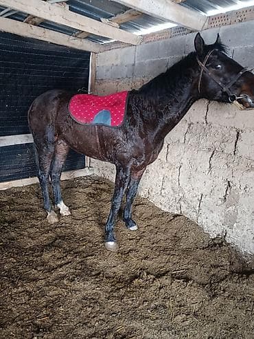 мал айдаган ит сатылат: Сатам | Байтал | Ат спорту — 4