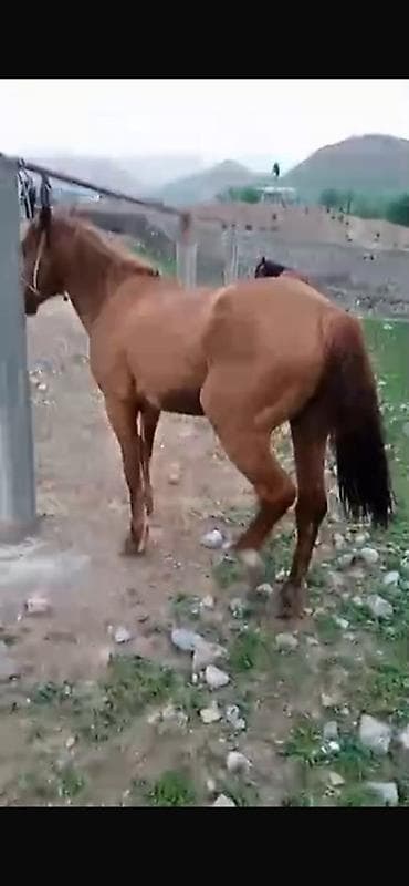 бигль собака: Продаю | Конь (самец), Жеребец | Рабочий — 2