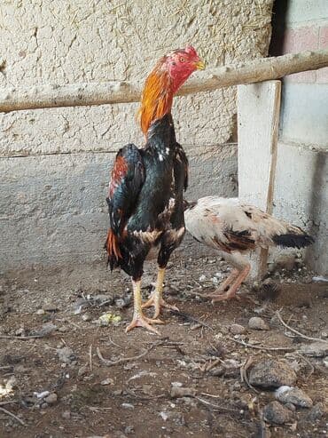 силос уборочный: Продаю | Куры — 2