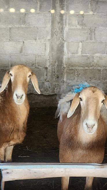 chi su: Продаю | Овца (самка) | Для разведения | Матка — 1