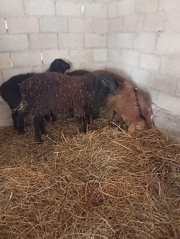 попугай корм: Продаю | Овца (самка) | Для разведения | Ярка — 1