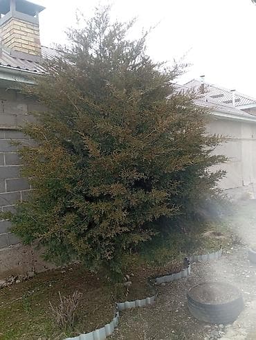 фитония: Можжевельник декоративный (садовый куст/дерево) - Плотная раскидистая — 1