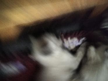 куплю кота: Котята домашние, помёт из нескольких малышей. Окрасы: светло-кремовый — 1