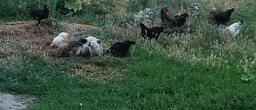 куры декалб: Продаю | Куры | Домашняя | Для разведения — 1