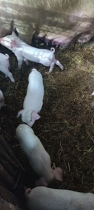 помёта: Продаю | Поросенок | Крупная белая | Для разведения — 2