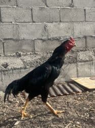 необычные животные: Продаю | Петух | Бойцовая | Для разведения — 3