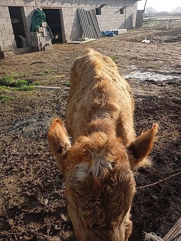 Ветеринар кызматы: Сатам | Музоо | Бордоп семиртүү үчүн | Байланган — 6