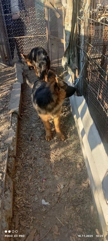 купить собаку корса: Щенки немецкой овчарки4месяца - Пухнастые малыши с крепким костяком и — 4