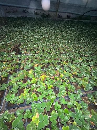 капельный система: Рассада садовой земляники (клубники) в кассетах - Тип: кассетная — 6