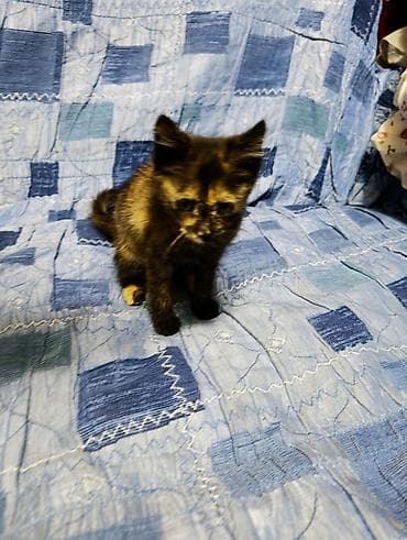 scottish fold: Кошка даром: Беспородная, 3 месяца, Девочка — 3
