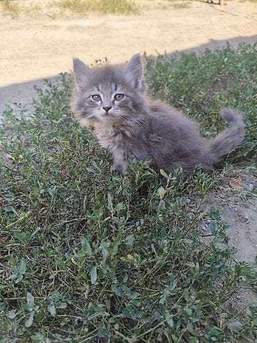 котяты: Пушистые котята - в добрые рукис красивым серебристо-тигровым — 5