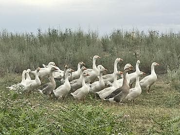 ат жаныбар: Домашние гуси, стадо смешанного окраса (белые и серые). Птица крупных — 5