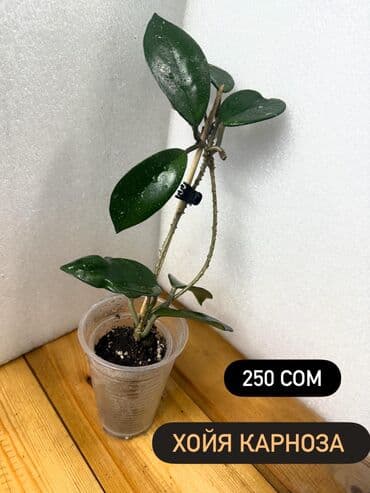 горшки оптом для цветов: Хойя (Hoya) - Хойя публикалис сплэш –Цена: 450 сом. - Хойя Мередити — 16