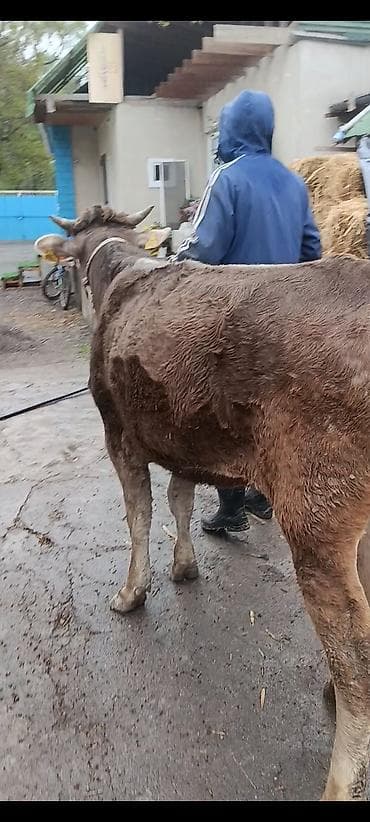 ящики для пчел: Продаю | Корова (самка) | Для молока | После отела — 8