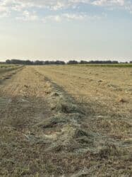 продаю дом кызыл суу: 8000 соток, Бизнес үчүн, Сатып алуу-сатуу келишими — 2