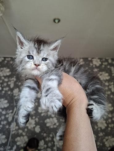 котят в хорошие руки: 🐾 В продаже элитные котята мейн-куны с полным пакетом Документов — 9