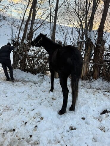 продаю в связи с переездом: Сатам | Бээ (ургаачы) | Жумушка — 3