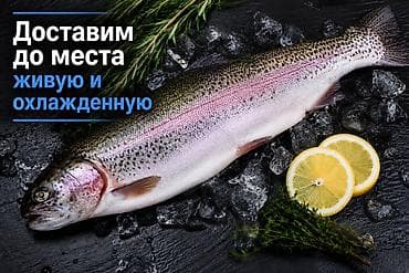кун свет: Продаю форель от 1кг до 2.5+ Доставим в точку вашего назначения Живой — 1