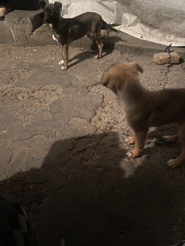 французский бульдог купить бишкек: Овчарка, 2 месяца, Самка — 16