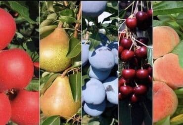 саженцы черешни в оше: Продаю плодовые саженцы! Гарантия сорта!!! - черешня - яблоня - — 2