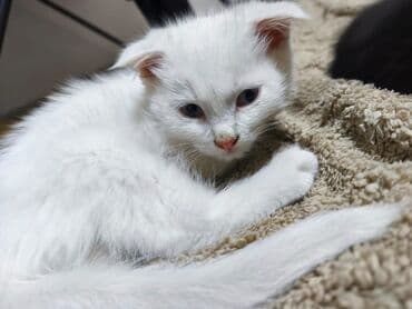 коты купить: Котята, домашние. На фото два малыша: - Белый котёнок с мягкой — 7