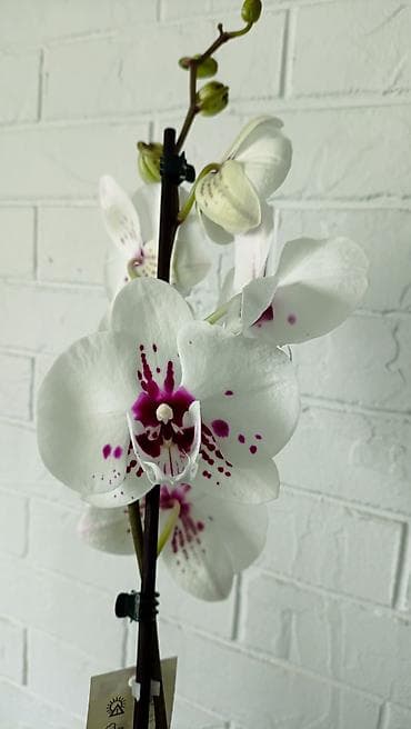орхидея фото цена: Большой выбор сортовых орхидей, высота растений 70 см. цены от 1450 до — 3