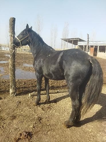 Мышыктар: Сатам | Жылкы (эркек) | Көбөйтүү үчүн | Асыл тукумдуу — 2