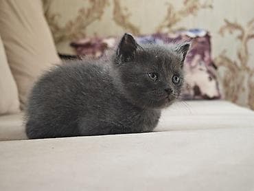 серые котята: Котята домашние, короткошёрстные. - Окрас: один сплошной серый — 3