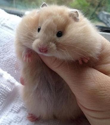 птица павлин: Большая двухэтажная клетка + 1 хомячок всего за 1500 сом. любая на — 7