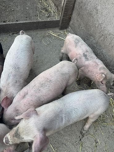 отдам даром собак в бишкеке: Продаю | Поросенок | Крупная белая | Для разведения — 2