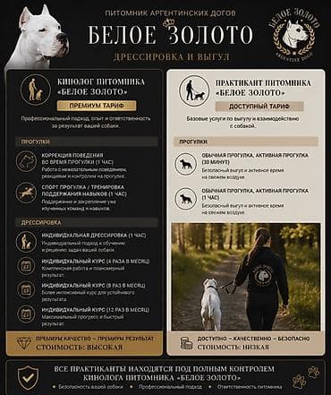 выгуливание собак: 🐾 ПИТОМНИК АРГЕНТИНСКИХ ДОГОВ «БЕЛОЕ ЗОЛОТО» Профессиональный выгул и — 1