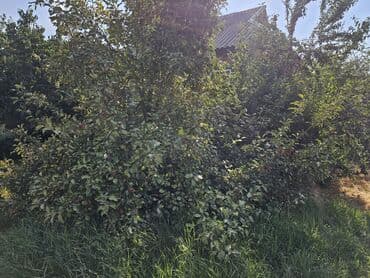 дом с бассейном посуточно бишкек: Дом, 80 м², 4 комнаты, Собственник, Старый ремонт — 15