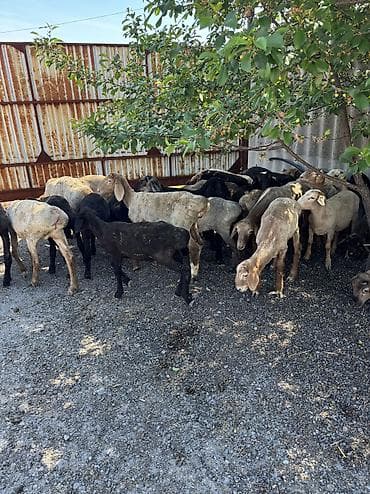 инкубатор умница: Продаю | Овца (самка), Ягненок, Баран (самец) | Гиссарская, Полукровка, Меринос | На забой, Для разведения, Для шерсти | Племенные, Кастрированные, Осеменитель — 2