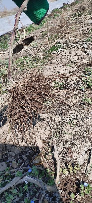 Ежевика сорт лохнес кочот 80 сом