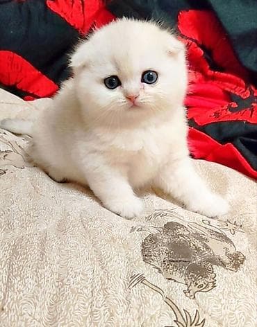 кошеи: Скотиш Фолд (Шотландская вислоухая), 2 месяца, Девочка, Белый — 1