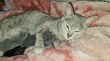 Отдам даром кошку: Девочка — 1