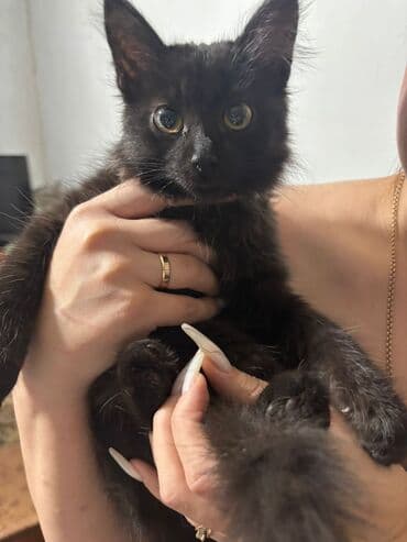 сколько стоит породистый щенок немецкой овчарки: Срочно Отдам в добрые руки котёнка Пушистый мальчик Очень ласковый — 1